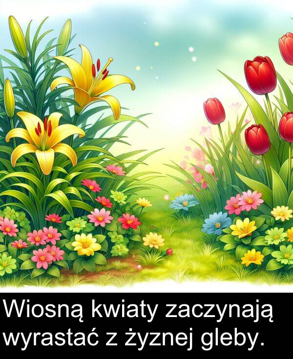 zaczynają: Wiosną kwiaty zaczynają wyrastać z żyznej gleby.