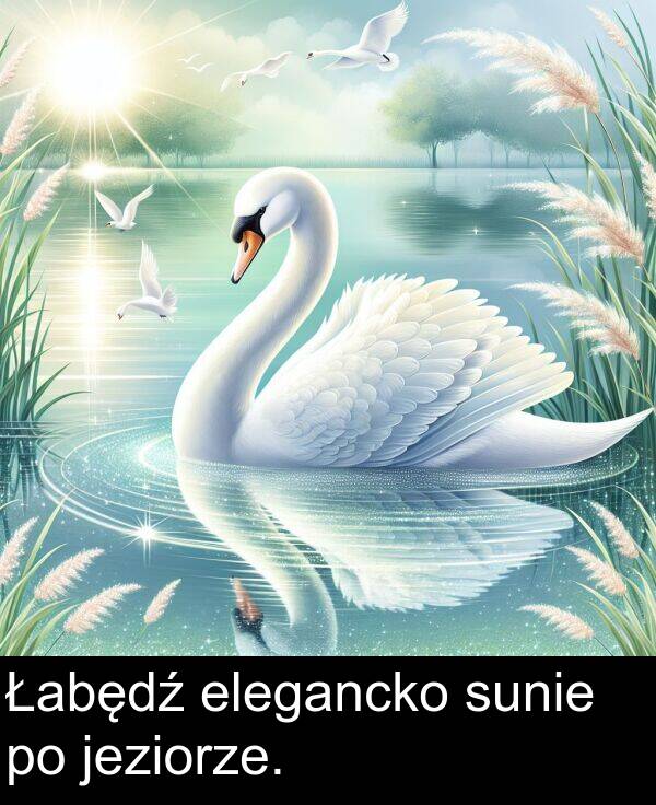 elegancko: Łabędź elegancko sunie po jeziorze.