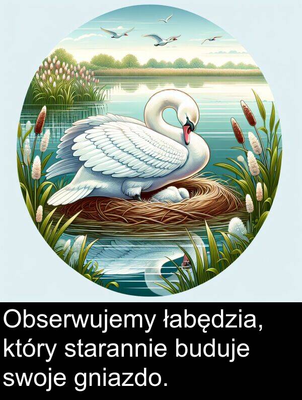 gniazdo: Obserwujemy łabędzia, który starannie buduje swoje gniazdo.