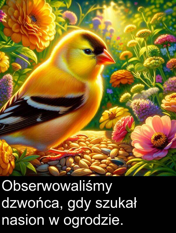 szukał: Obserwowaliśmy dzwońca, gdy szukał nasion w ogrodzie.