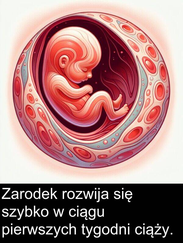 pierwszych: Zarodek rozwija się szybko w ciągu pierwszych tygodni ciąży.