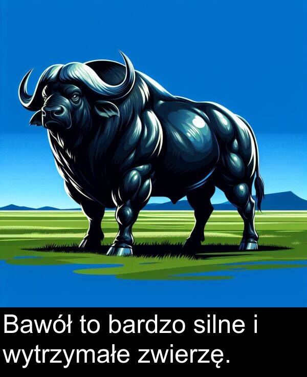 zwierzę: Bawół to bardzo silne i wytrzymałe zwierzę.