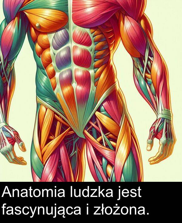 złożona: Anatomia ludzka jest fascynująca i złożona.