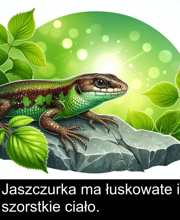 łuskowate: Jaszczurka ma łuskowate i szorstkie ciało.