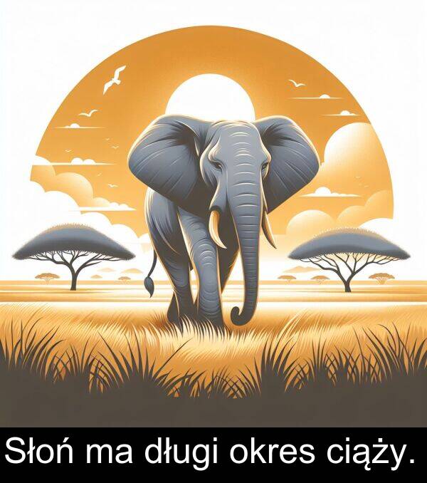 ciąży: Słoń ma długi okres ciąży.
