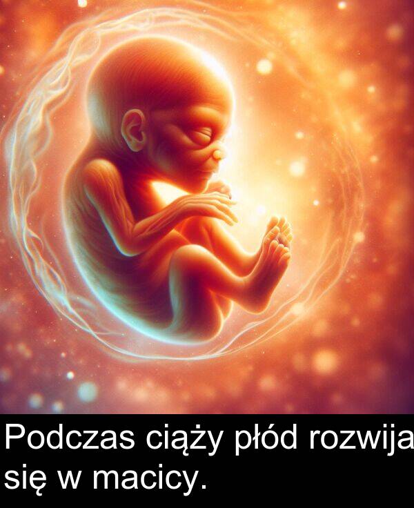 płód: Podczas ciąży płód rozwija się w macicy.