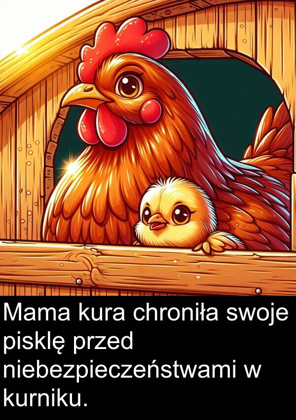 przed: Mama kura chroniła swoje pisklę przed niebezpieczeństwami w kurniku.
