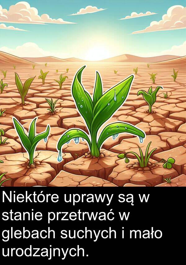 stanie: Niektóre uprawy są w stanie przetrwać w glebach suchych i mało urodzajnych.