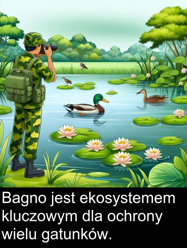 ekosystemem: Bagno jest ekosystemem kluczowym dla ochrony wielu gatunków.