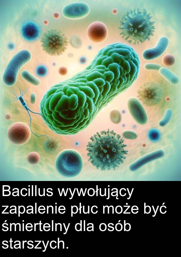 płuc: Bacillus wywołujący zapalenie płuc może być śmiertelny dla osób starszych.