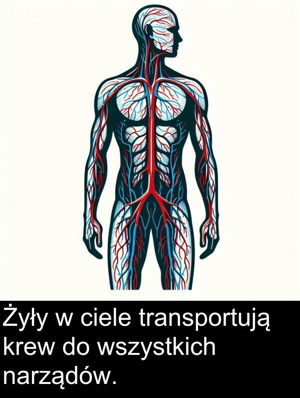transportują: Żyły w ciele transportują krew do wszystkich narządów.