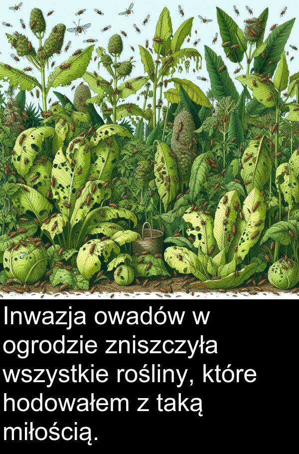 zniszczyła: Inwazja owadów w ogrodzie zniszczyła wszystkie rośliny, które hodowałem z taką miłością.