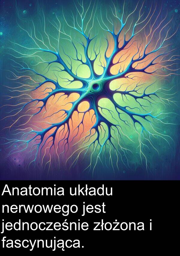 złożona: Anatomia układu nerwowego jest jednocześnie złożona i fascynująca.
