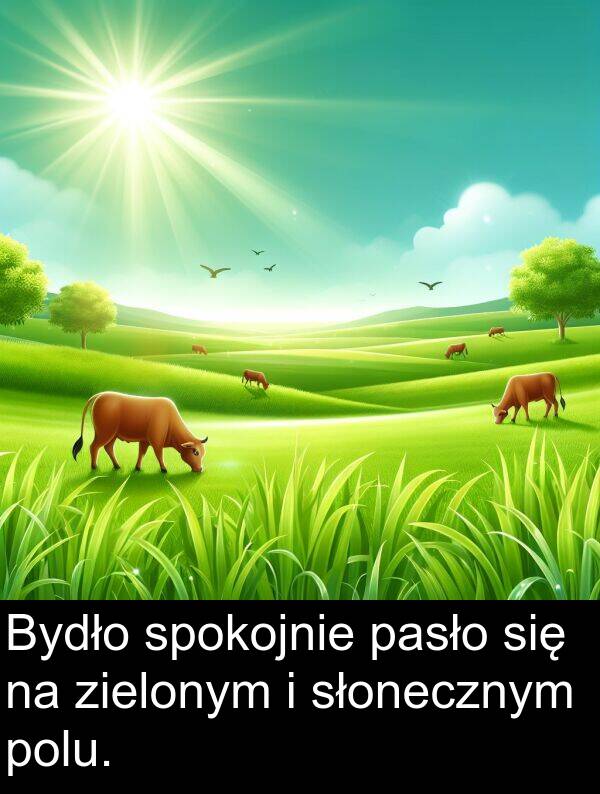 zielonym: Bydło spokojnie pasło się na zielonym i słonecznym polu.