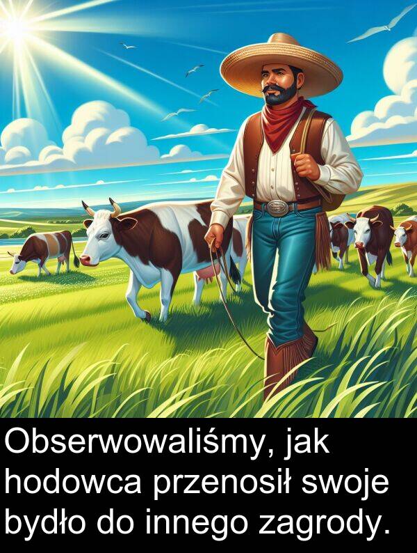 przenosił: Obserwowaliśmy, jak hodowca przenosił swoje bydło do innego zagrody.