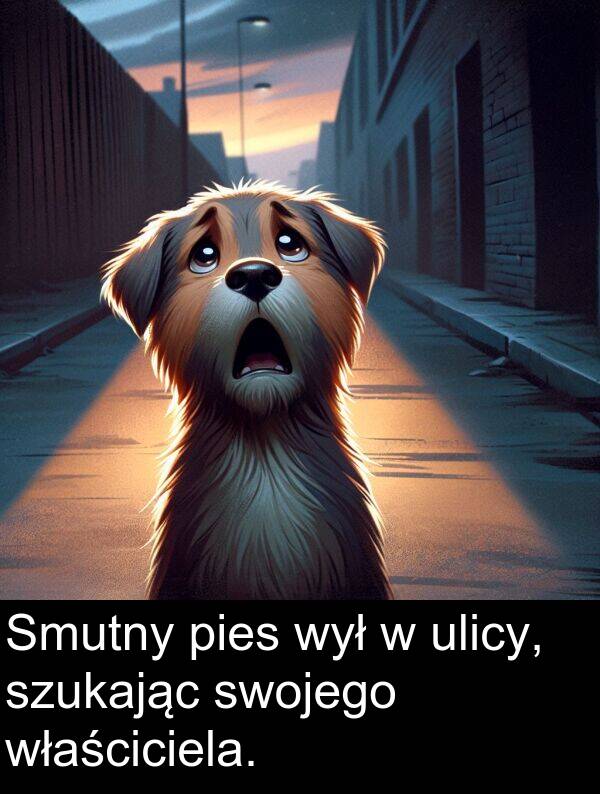 pies: Smutny pies wył w ulicy, szukając swojego właściciela.