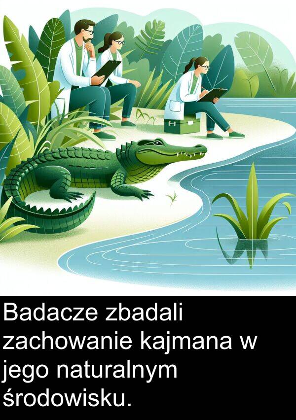 środowisku: Badacze zbadali zachowanie kajmana w jego naturalnym środowisku.