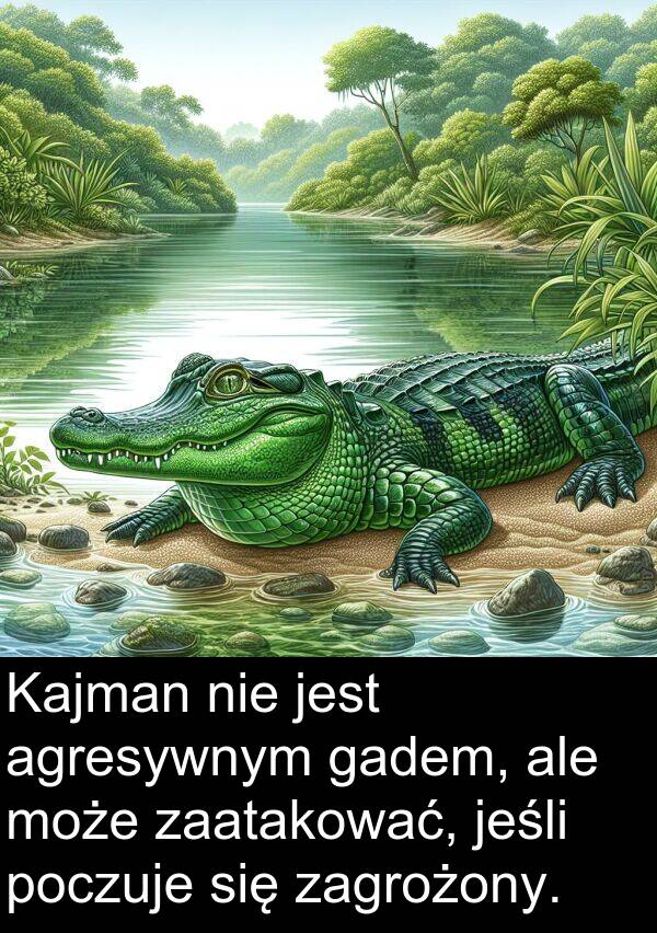 zagrożony: Kajman nie jest agresywnym gadem, ale może zaatakować, jeśli poczuje się zagrożony.