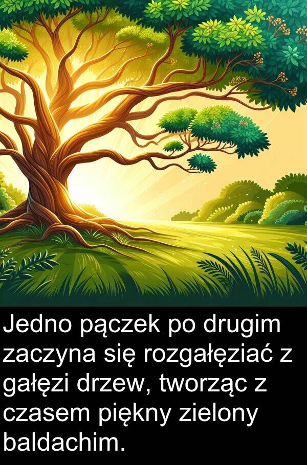 zaczyna: Jedno pączek po drugim zaczyna się rozgałęziać z gałęzi drzew, tworząc z czasem piękny zielony baldachim.