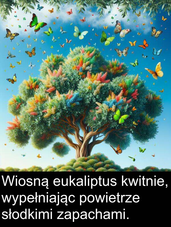powietrze: Wiosną eukaliptus kwitnie, wypełniając powietrze słodkimi zapachami.