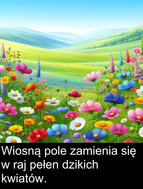 pole: Wiosną pole zamienia się w raj pełen dzikich kwiatów.