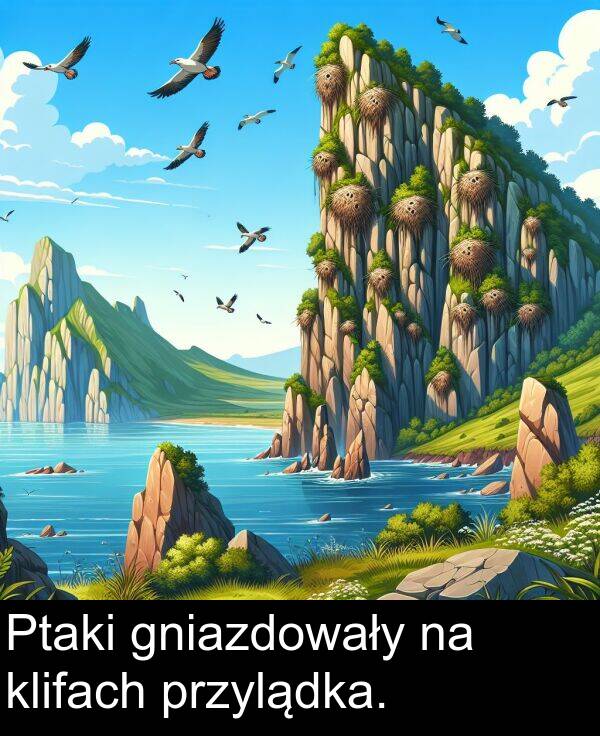 przylądka: Ptaki gniazdowały na klifach przylądka.