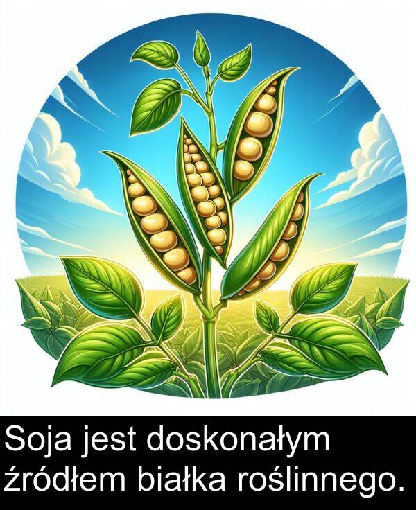 źródłem: Soja jest doskonałym źródłem białka roślinnego.