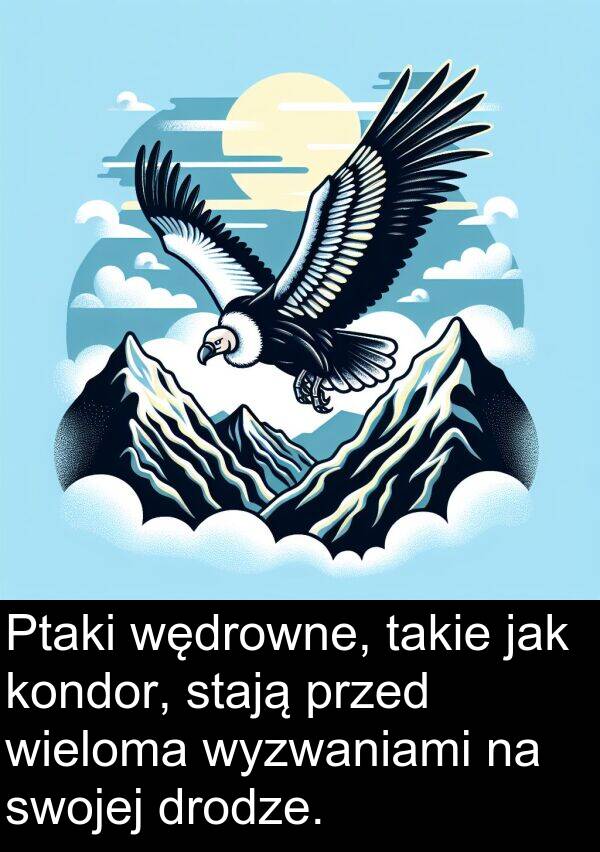 takie: Ptaki wędrowne, takie jak kondor, stają przed wieloma wyzwaniami na swojej drodze.