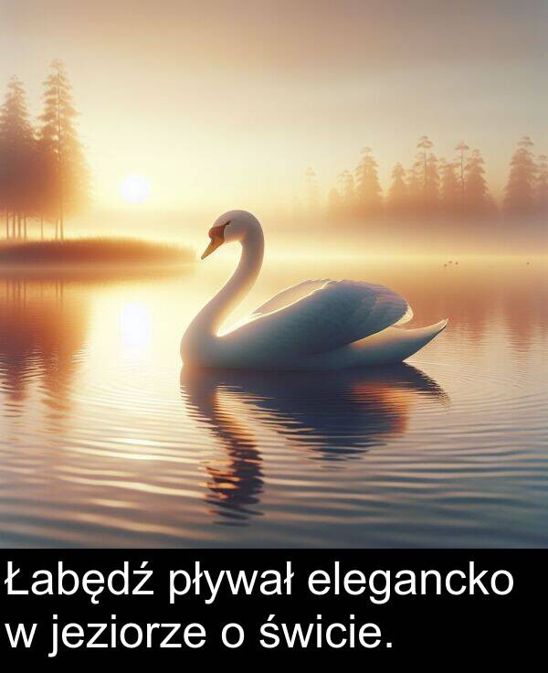 pływał: Łabędź pływał elegancko w jeziorze o świcie.