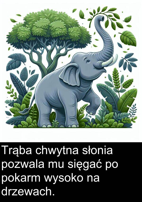 pozwala: Trąba chwytna słonia pozwala mu sięgać po pokarm wysoko na drzewach.