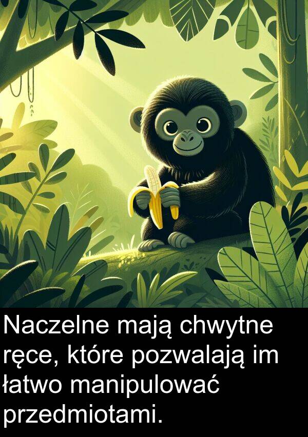 pozwalają: Naczelne mają chwytne ręce, które pozwalają im łatwo manipulować przedmiotami.