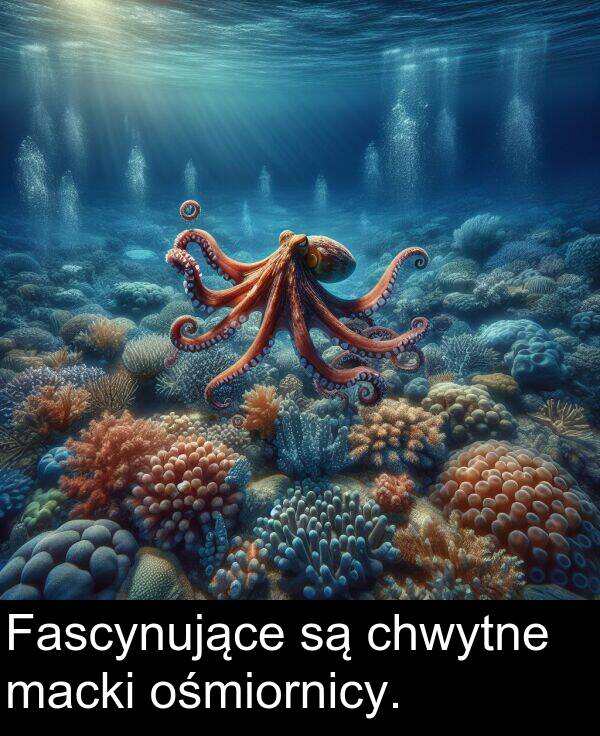 macki: Fascynujące są chwytne macki ośmiornicy.
