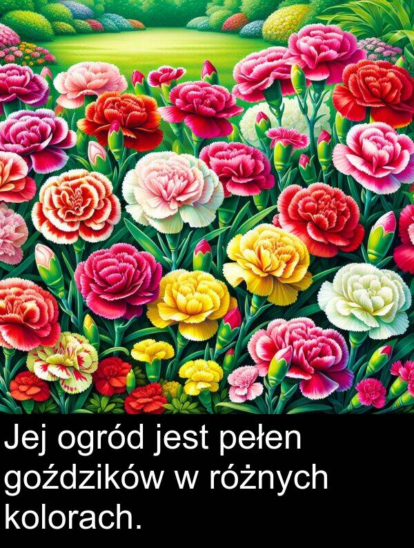 pełen: Jej ogród jest pełen goździków w różnych kolorach.