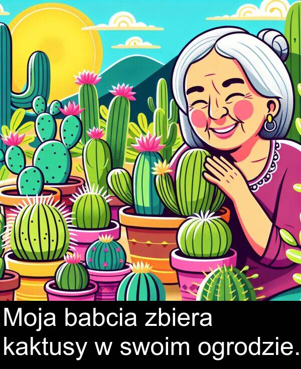zbiera: Moja babcia zbiera kaktusy w swoim ogrodzie.