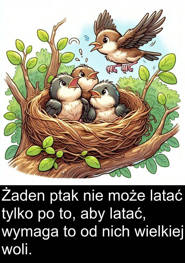 latać: Żaden ptak nie może latać tylko po to, aby latać, wymaga to od nich wielkiej woli.