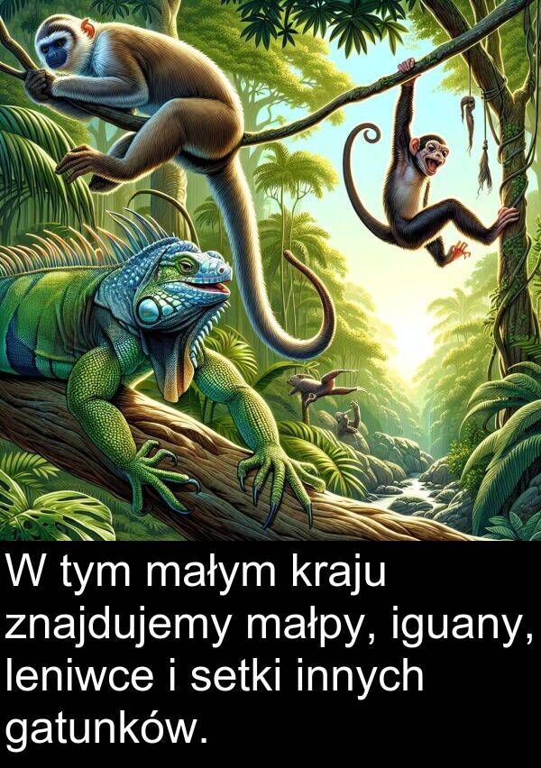 znajdujemy: W tym małym kraju znajdujemy małpy, iguany, leniwce i setki innych gatunków.