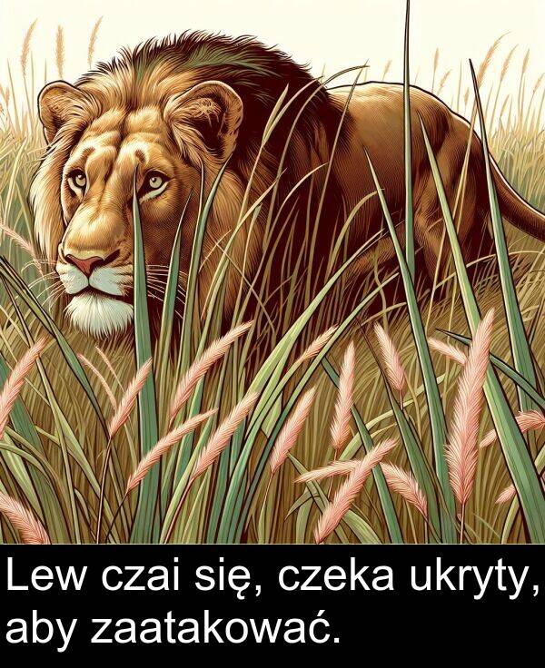 aby: Lew czai się, czeka ukryty, aby zaatakować.