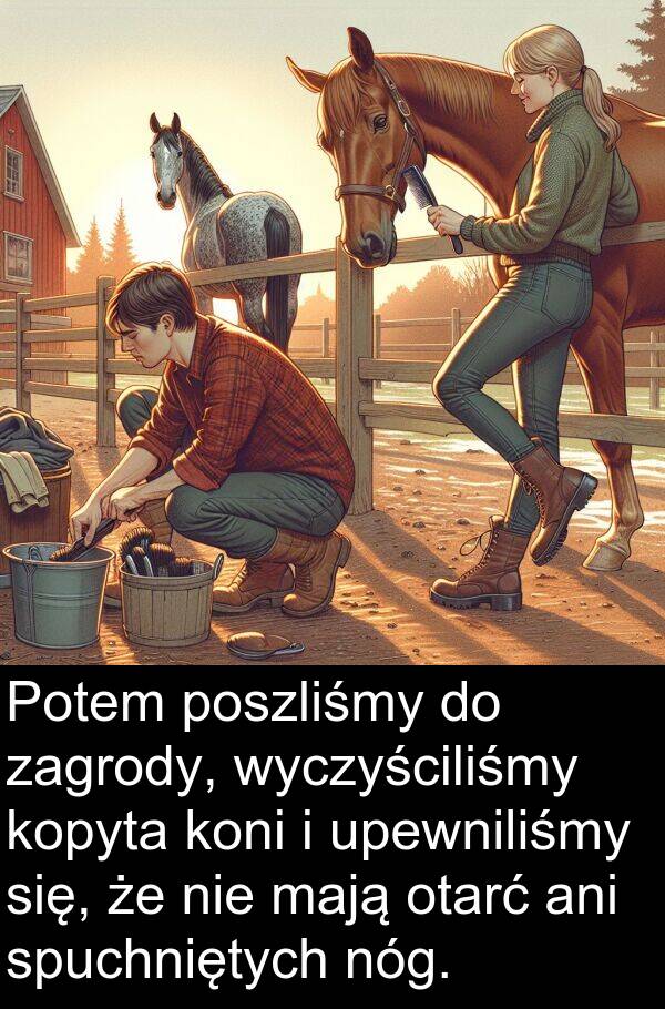 otarć: Potem poszliśmy do zagrody, wyczyściliśmy kopyta koni i upewniliśmy się, że nie mają otarć ani spuchniętych nóg.