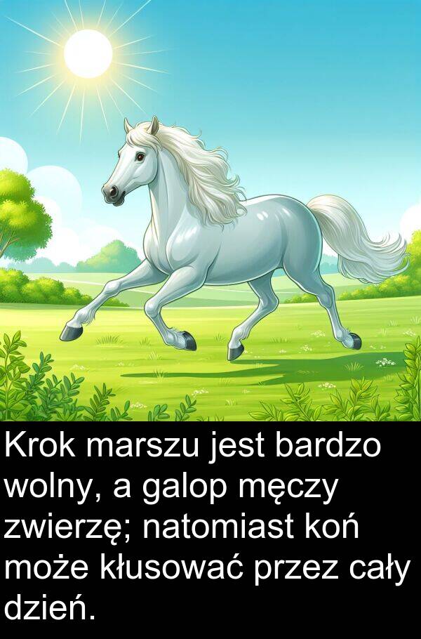 zwierzę: Krok marszu jest bardzo wolny, a galop męczy zwierzę; natomiast koń może kłusować przez cały dzień.