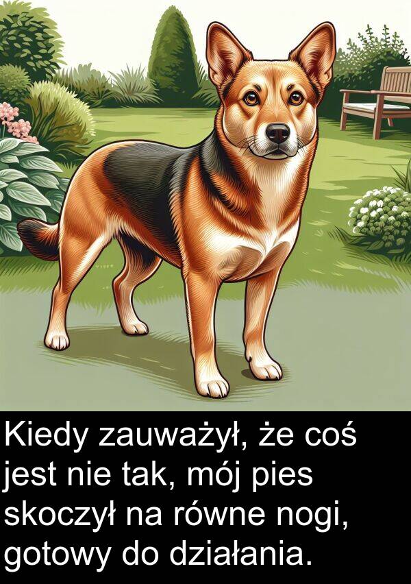 pies: Kiedy zauważył, że coś jest nie tak, mój pies skoczył na równe nogi, gotowy do działania.