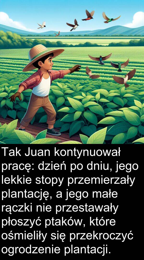 pracę: Tak Juan kontynuował pracę: dzień po dniu, jego lekkie stopy przemierzały plantację, a jego małe rączki nie przestawały płoszyć ptaków, które ośmieliły się przekroczyć ogrodzenie plantacji.