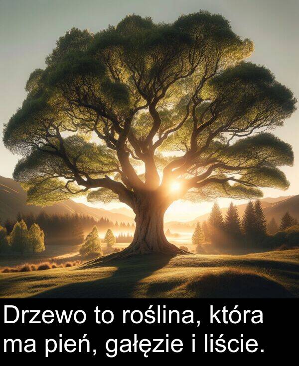 pień: Drzewo to roślina, która ma pień, gałęzie i liście.