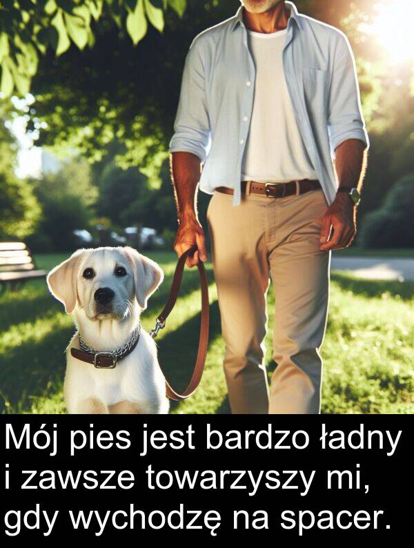pies: Mój pies jest bardzo ładny i zawsze towarzyszy mi, gdy wychodzę na spacer.