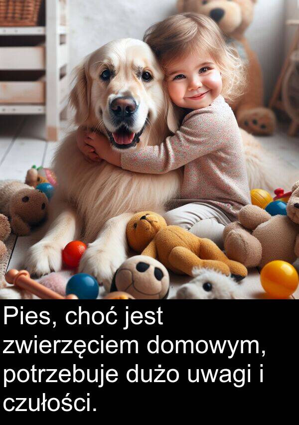 czułości: Pies, choć jest zwierzęciem domowym, potrzebuje dużo uwagi i czułości.
