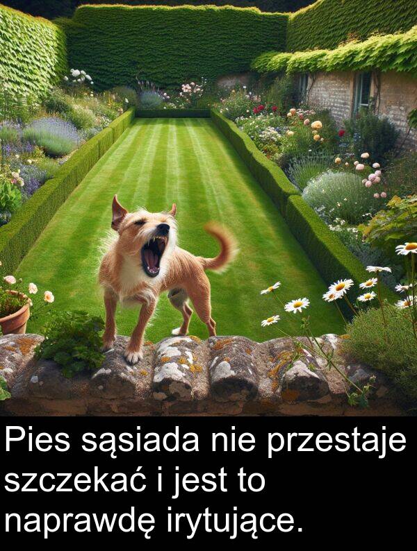 przestaje: Pies sąsiada nie przestaje szczekać i jest to naprawdę irytujące.