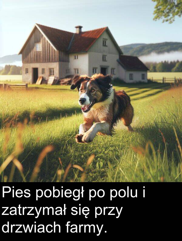 przy: Pies pobiegł po polu i zatrzymał się przy drzwiach farmy.