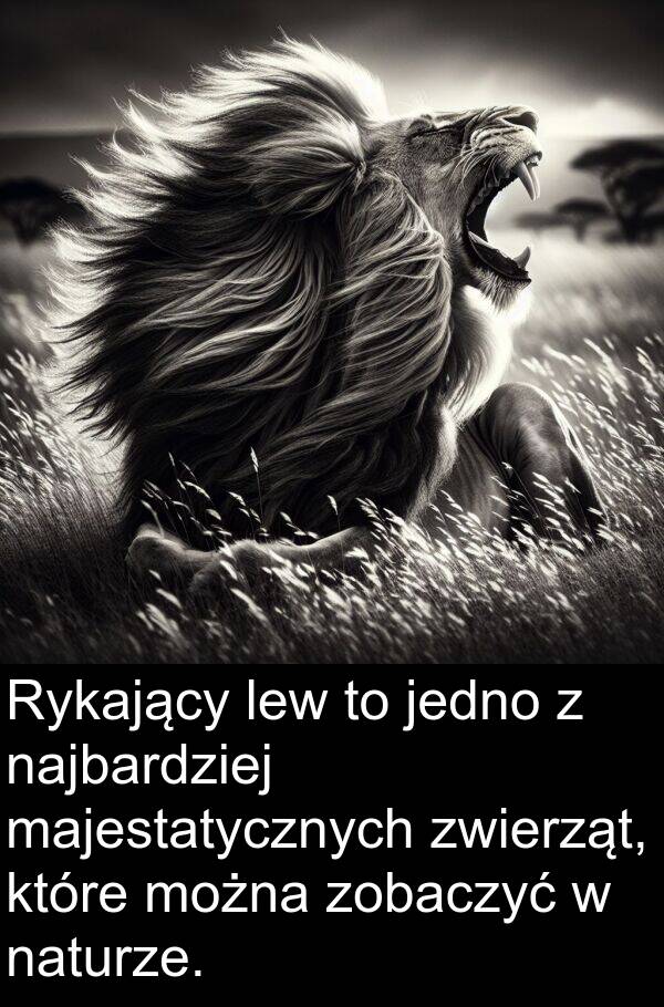 zwierząt: Rykający lew to jedno z najbardziej majestatycznych zwierząt, które można zobaczyć w naturze.