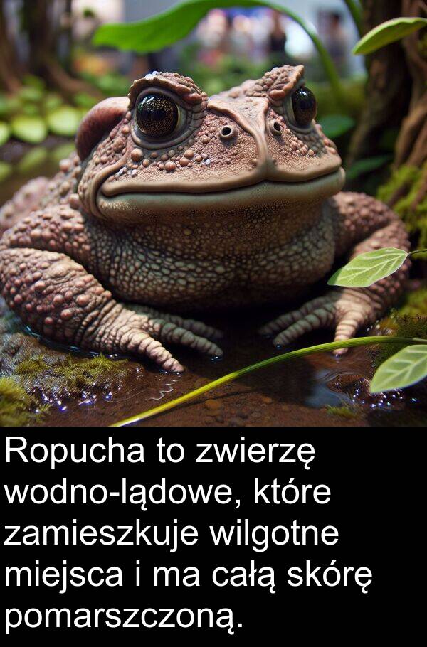 zwierzę: Ropucha to zwierzę wodno-lądowe, które zamieszkuje wilgotne miejsca i ma całą skórę pomarszczoną.