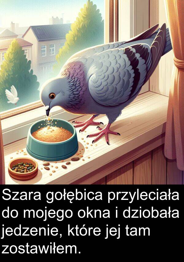 przyleciała: Szara gołębica przyleciała do mojego okna i dziobała jedzenie, które jej tam zostawiłem.