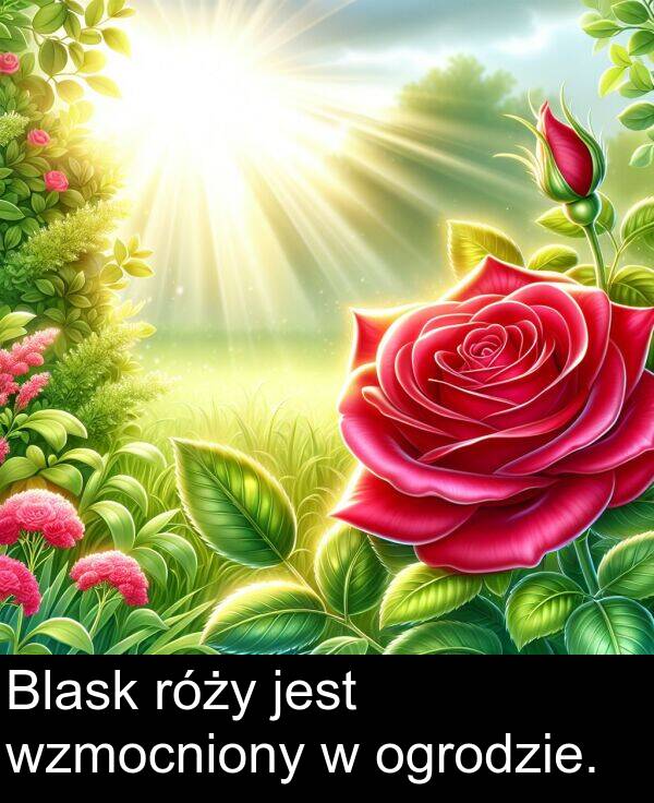 róży: Blask róży jest wzmocniony w ogrodzie.